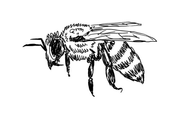 Download Bee Drawing - Flying Bee Illustration - Illustration Collection