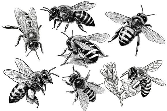 Download Vintage Honey Bee Illustration Set - Illustration Collection